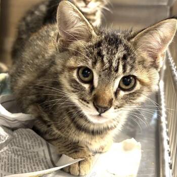TAYLOR -  Domestic Short Hair Cat for Adoption in St. Louis, Missouri - TAYLOR | PetCurious