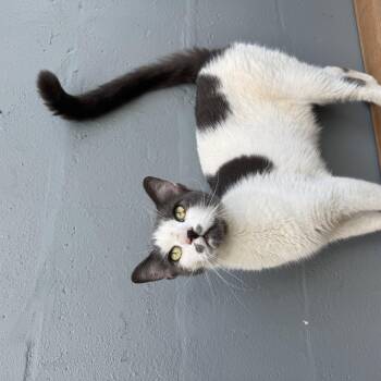 Ponyo -  Domestic Short Hair Cat for Adoption in Largo, Florida - Ponyo | PetCurious