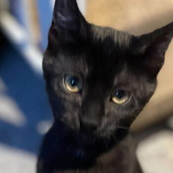 Domestic Short Hair Cats Available for Adoption in Oceanside, New York - Precious | PetCurious