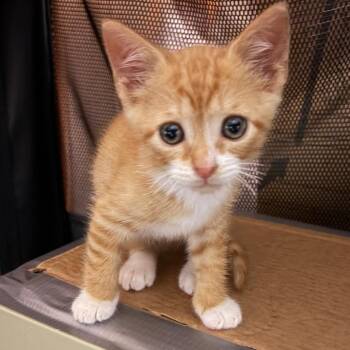 Pippin BurrPurr 56584 -  Domestic Short Hair Cat for Adoption in Eaton Rapids, Michigan - Pippin BurrPurr 56584 | PetCurious