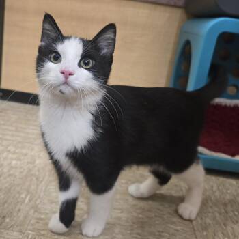 Chango -  Domestic Short Hair Cat for Adoption in Warr Acres, Oklahoma - Chango | PetCurious
