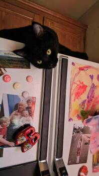 Rescue Domestic Short Hair Cats for Adoption in Tillamook, Oregon - Tybalt | PetCurious