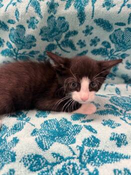 Rescue Domestic Short Hair Cats for Adoption in Vacaville, California - Invisible Man | PetCurious