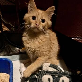Domestic Long Hair Cats Available for Adoption in Los Angeles, California - Mike | PetCurious