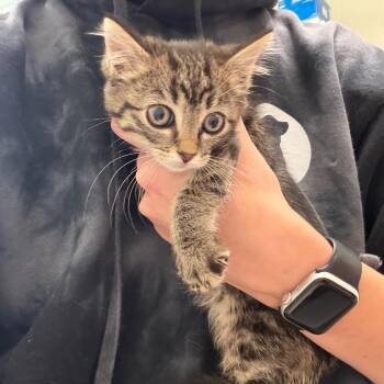 Jellybean -  Domestic Short Hair Cat for Adoption in Council Bluffs, Iowa - Jellybean | PetCurious