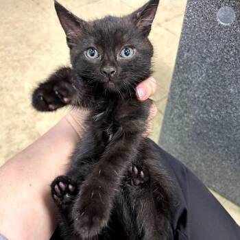 Domestic Short Hair Cats Available for Adoption in Birmingham, Alabama - Lisa | PetCurious