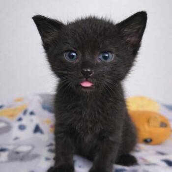 Domestic Short Hair Cats Available for Adoption - Blue Flame (Blue Collar) | PetCurious