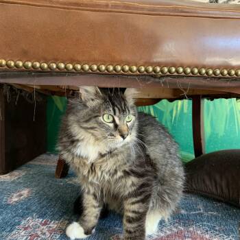 Domestic Long Hair Cats Available for Adoption in Kelso, Washington - Nemo | PetCurious