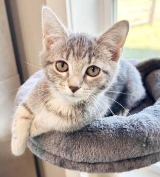 Slate will rock your world with her SUPER love - TINY TOT -  Silver and Tabby Cat for Adoption in Bedford Hills, New York - Slate Will Rock Your World With Her SUPER Love - TINY TOT | PetCurious