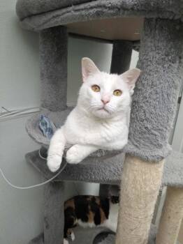 Rescue Domestic Short Hair Cats for Adoption in Rochester, New Hampshire - Yeti | PetCurious