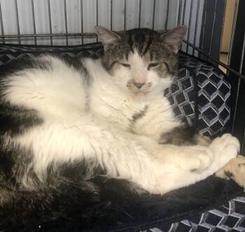 Rescue Domestic Short Hair Cats for Adoption in Parma, Ohio - Ricky | PetCurious