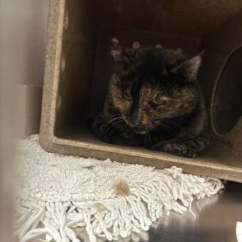 Marcey -  Domestic Short Hair Cat for Adoption in Philadelphia, Pennsylvania - Marcey | PetCurious