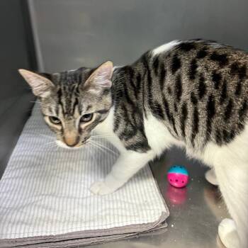 Andy -  Domestic Short Hair Cat for Adoption in Casa Grande, Arizona - Andy | PetCurious
