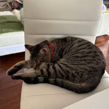 Primrose -  Domestic Short Hair Cat for Adoption in Redwood City, California - Primrose | PetCurious