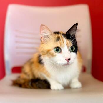 Sprinkles -  Domestic Medium Hair Cat for Adoption in Green Bay, Wisconsin - Sprinkles | PetCurious