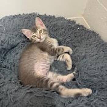 Willow -  Domestic Short Hair Cat for Adoption in Buellton, California - Willow | PetCurious
