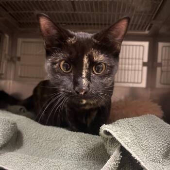 Clarinet -  Domestic Short Hair Cat for Adoption in Bristol, Indiana - Clarinet | PetCurious