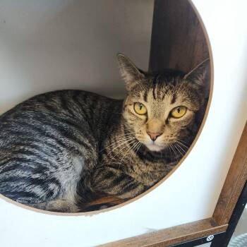 Simone -  Domestic Short Hair Cat for Adoption in Kingman, Arizona - Simone | PetCurious