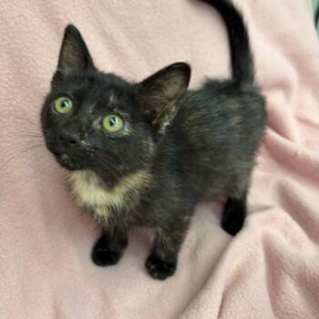 Pebbles -  Domestic Short Hair Cat for Adoption in West Point, Mississippi - Pebbles | PetCurious