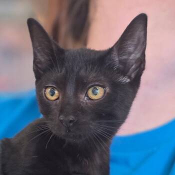 Storm kit -  Domestic Short Hair Cat for Adoption in Chatham, Virginia - Storm Kit | PetCurious