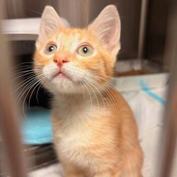 Harry Winston -  Domestic Short Hair Cat for Adoption in Salt Lake City, Utah - Harry Winston | PetCurious