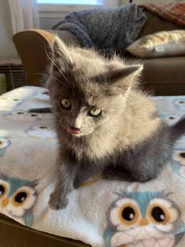 Rescue Domestic Short Hair Cats for Adoption - Enoki | PetCurious
