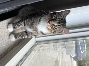 Rescue Domestic Short Hair Cats for Adoption in Black River Falls, Wisconsin - Dixon | PetCurious