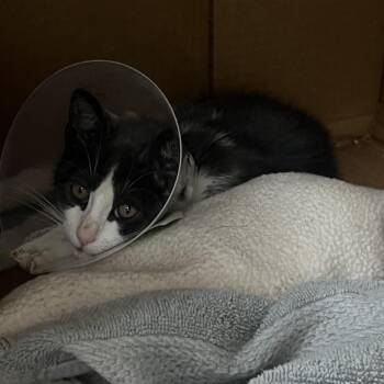 Birdie -  Domestic Short Hair Cat for Adoption in Pasadena, California - Birdie | PetCurious