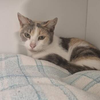 Daffodil -  Domestic Short Hair Cat for Adoption in Jasper, Indiana - Daffodil | PetCurious