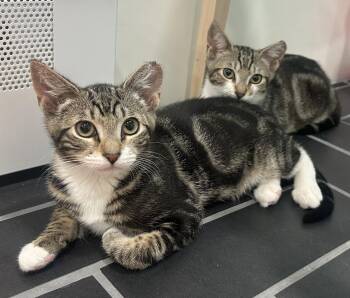 Dark Marble & Light Marble -  Domestic Short Hair Cat for Adoption in San Jose, California - Dark Marble & Light Marble | PetCurious
