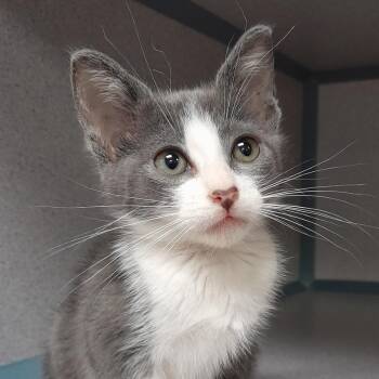 Mocha -  Domestic Short Hair Cat for Adoption in Goleta, California - Mocha | PetCurious