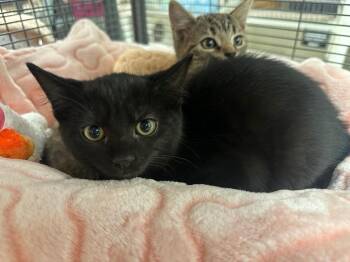 Walt Whiskers (Wiltshire) -  Domestic Short Hair Cat for Adoption in Johnson City, Tennessee - Walt Whiskers (Wiltshire) | PetCurious