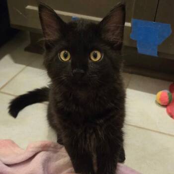 Raisin Bagel -  Domestic Short Hair Cat for Adoption in Dallas, Texas - Raisin Bagel | PetCurious