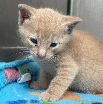 Rescue Domestic Short Hair Cats for Adoption in Hartsville, South Carolina - Dee | PetCurious