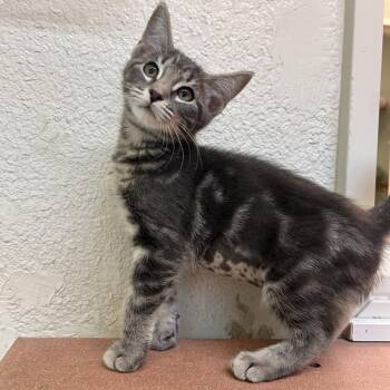 Domestic Short Hair Cats Available for Adoption in Fresno, California - Bella | PetCurious