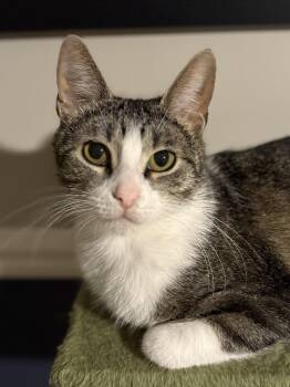 Dawn -  Domestic Short Hair Cat for Adoption in Royal Oak, Michigan - Dawn | PetCurious