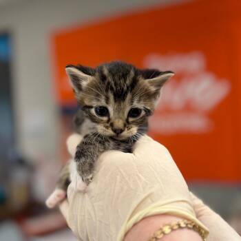 Zucchini -  Domestic Short Hair Cat for Adoption in Bentonville, Arkansas - Zucchini | PetCurious