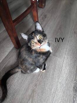 Ivy -  Domestic Short Hair Cat for Adoption in Burnaby, British Columbia - Ivy | PetCurious