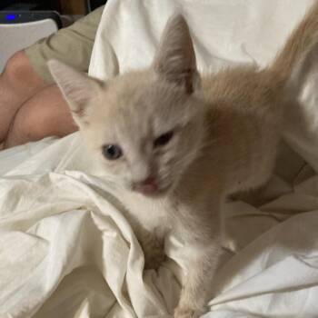 Tannie Dyal-DR -  Domestic Short Hair Cat for Adoption in Tallahassee, Florida - Tannie Dyal-DR | PetCurious
