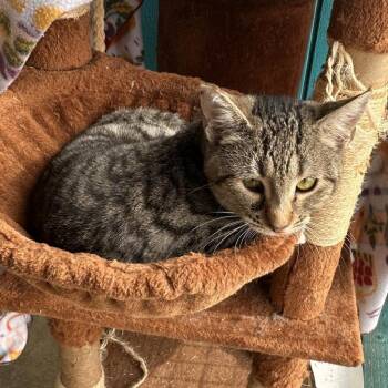 Rescue Domestic Short Hair Cats for Adoption in Yucaipa, California - Bibi | PetCurious