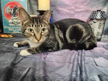 Rescue Tabby and Domestic Short Hair Cats for Adoption in Greensburg, Pennsylvania - Nabisco | PetCurious