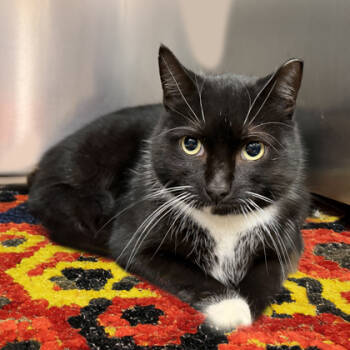 Rescue Domestic Short Hair Cats for Adoption in Voorhees Township, New Jersey - Lazarus | PetCurious