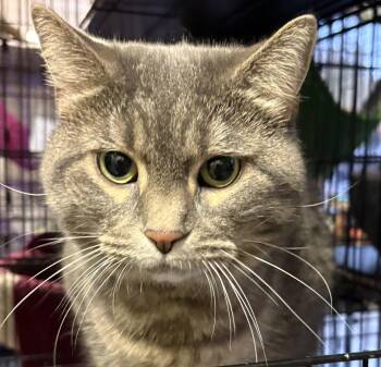 Rescue Domestic Short Hair Cats for Adoption in Hamburg, New York - Pibby | PetCurious