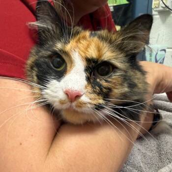 Domestic Short Hair Cats Available for Adoption in Pittsburgh, Pennsylvania - Sassy | PetCurious