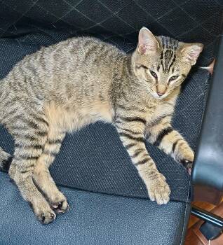 Tabby Cats Available for Adoption in San Juan Capistrano, California - Jeremy | PetCurious