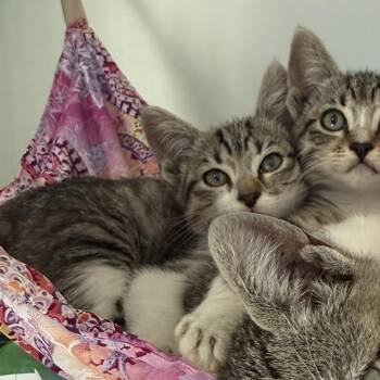 Bun -  Domestic Short Hair Cat for Adoption in Oakland, California - Bun | PetCurious