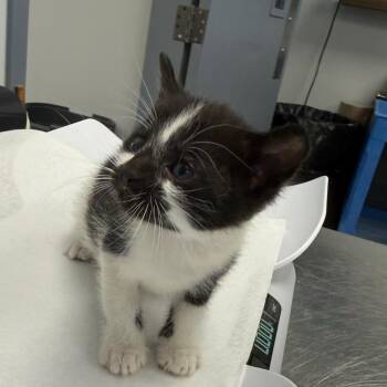 Grumpy -  Domestic Medium Hair Cat for Adoption in Greenville, South Carolina - Grumpy | PetCurious