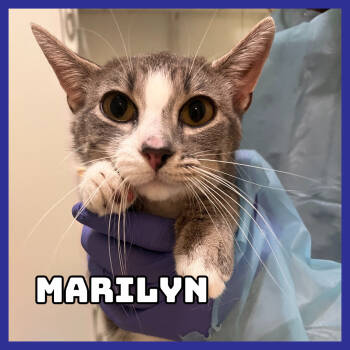 Rescue Domestic Short Hair Cats for Adoption in Glenwood, Minnesota - Marilyn | PetCurious