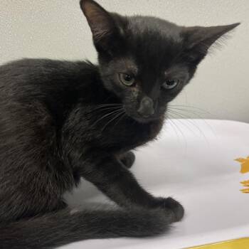 Domestic Short Hair Cats Available for Adoption in Tampa, Florida - Ajax | PetCurious