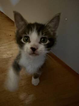 Suds -  Domestic Short Hair Cat for Adoption - Suds | PetCurious